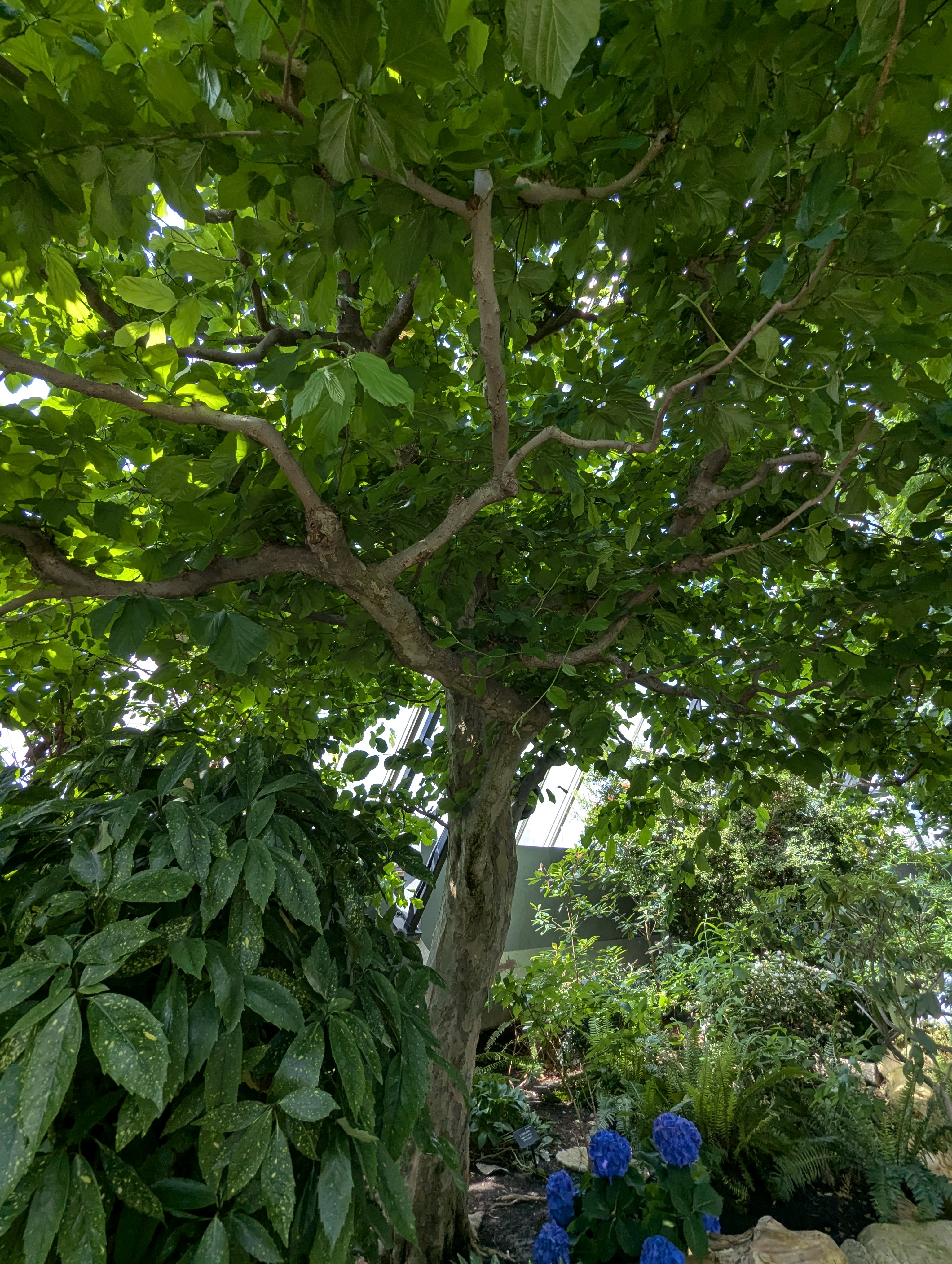 Birthday Trip to Canada, Edmonton, Pyramids, Muttart Observatory